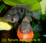  . Thorichthys meeki.  ,  , Firemouth Cichlid, Cichlasoma meeki, Herichthys meeki, Cichlasoma hyorhynchum, Redbreasted Cichlid, Feuermaulbuntbarsch, Pielęgnica meeka