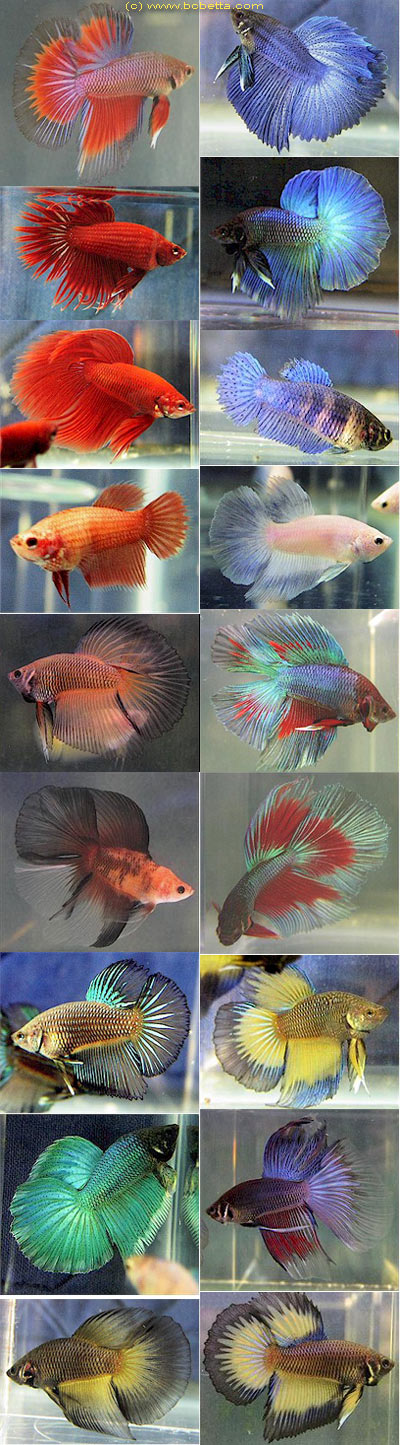  ,  ,  ,  . Betta splendens Regan, Betta bellica, Betta pugnax, Betta imbellis.   