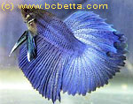  ,  ,  ,  . Betta splendens Regan, Betta bellica, Betta pugnax, Betta imbellis.   