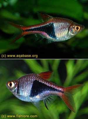  . Rasbora heteromorpha.  ,  ,  