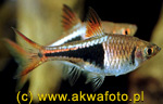  . Rasbora heteromorpha.  ,  ,  