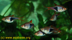  . Rasbora heteromorpha.  ,  ,  