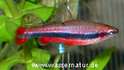  . Nannostomus beckfordi Gunther.  