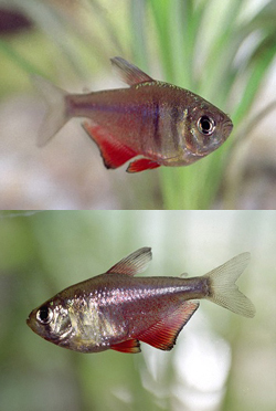 --. Hyphessobrycon flammeus     Myers, 1924.   ,  , Flame tetra