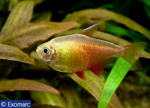 --. Hyphessobrycon flammeus     Myers, 1924.   ,  , Flame tetra