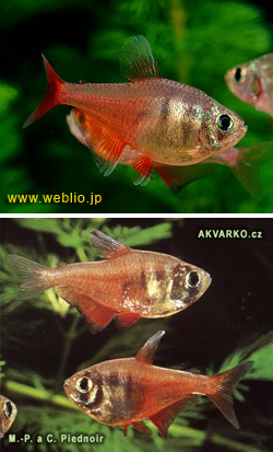 --. Hyphessobrycon flammeus     Myers, 1924.   ,  , Flame tetra