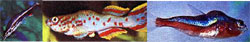 Аквариумные рыбки искривление позвоночника thumbnail
